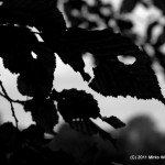 Blätter in s/w
