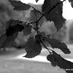 s/w Bild